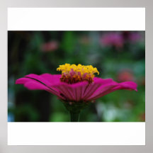 Flor do Lilac Poster