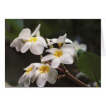 Flor do Plumeria Cartões
