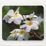 Flor do Plumeria Mouse Pads