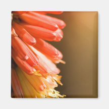Flor do póquer encarnado imãs