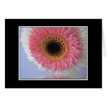 Flor dobro do Gerbera Cartões