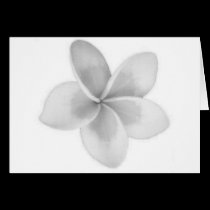 FLOR DOK CHAMPA DO LAO - PLUMERIA postais
