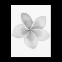 FLOR DOK CHAMPA DO LAO - PLUMERIA cartées postais