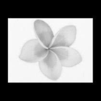 FLOR DOK CHAMPA DO LAO - PLUMERIA cartées postais