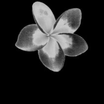 FLOR DOK CHAMPA DO LAO - PLUMERIA t - shirts