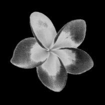 FLOR DOK CHAMPA DO LAO - PLUMERIA t - shirts