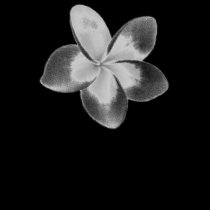FLOR DOK CHAMPA DO LAO - PLUMERIA t - shirts