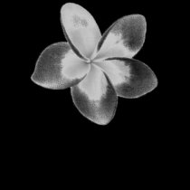 FLOR DOK CHAMPA DO LAO - PLUMERIA t - shirts