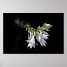 flor escura posters