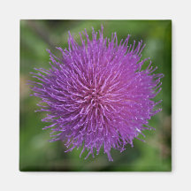 Flor Imas
