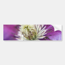 Flor macro do Clematis roxo Adesivos
