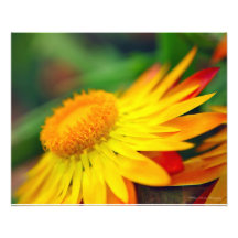 Flor no por do sol fotografias