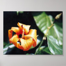 Flor Poster