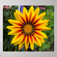 flor pôsteres