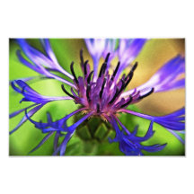 Flor roxa azul fotografias