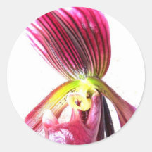 Flor roxa da orquídea de deslizador contra a parte adesivo