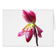 Flor roxa da orquídea de deslizador contra a parte cartões
