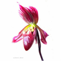 Flor roxa da orquídea de deslizador contra a parte escultura de foto