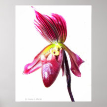 Flor roxa da orquídea de deslizador contra a parte impressão