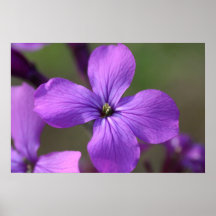 Flor roxa impressão