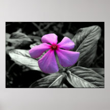 Flor roxa poster