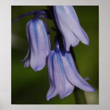 Flor roxa posters