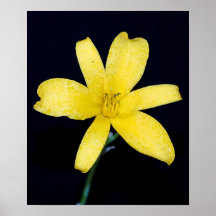 Flor selvagem amarela posters