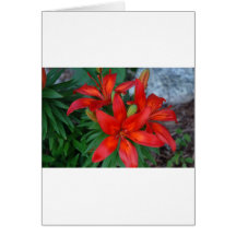 Flor vermelha bonita cartao