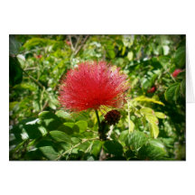 Flor vermelha cartões