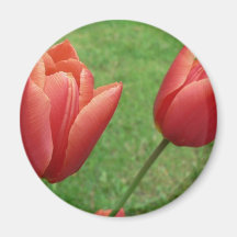 Flor vermelha das tulipas ima de geladeira