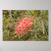 Flora de Austrália Impressão