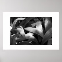 Flora de Weiamea Posteres