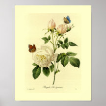 Floral botânico do rosa de Bengal Poster