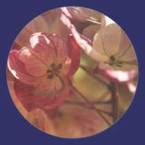 floral cor-de-rosa autocolantes
