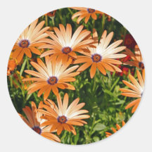 Flores alaranjadas adesivos