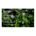 Flores amarelas de Starflower (Trientalis Borealis Cartoes De Visita