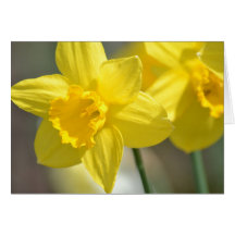 Flores amarelas do Daffodil Cartoes