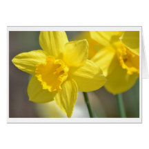 Flores amarelas do Daffodil Cartoes