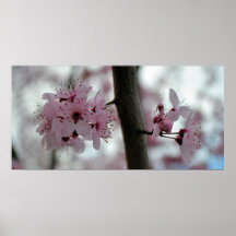 Flores bonitas da flor de cerejeira posters