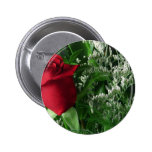 Flores bonitas verdes vermelhas dos rosas botons