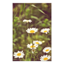 Flores brancas foto arte