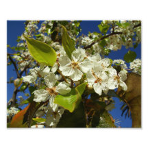 Flores brancas arte de fotos