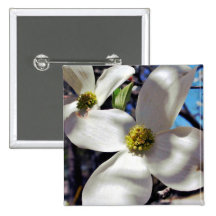 Flores brancas da árvore de Dogwood na sombra Boton