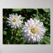Flores brancas posteres