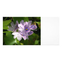 flores brancas roxas com olhos cartões de fotografias