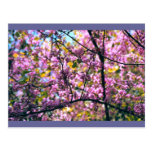 Flores Cartão Postal