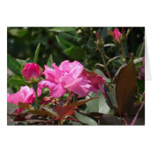 Flores cor-de-rosa cartao