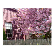 Flores cor-de-rosa de Salem Cartao Postal