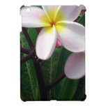 Flores cor-de-rosa e amarelas doces do Plumeria