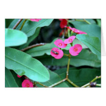 Flores cor-de-rosa minúsculas bonito cartões